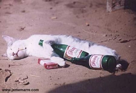 chat alcolo et  fumeur
