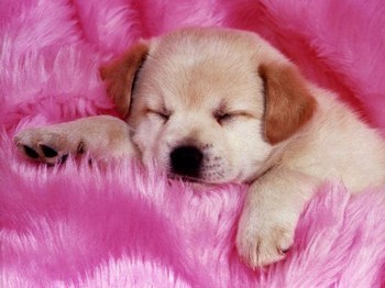 chien tro bo