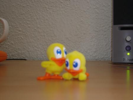 voila des canard